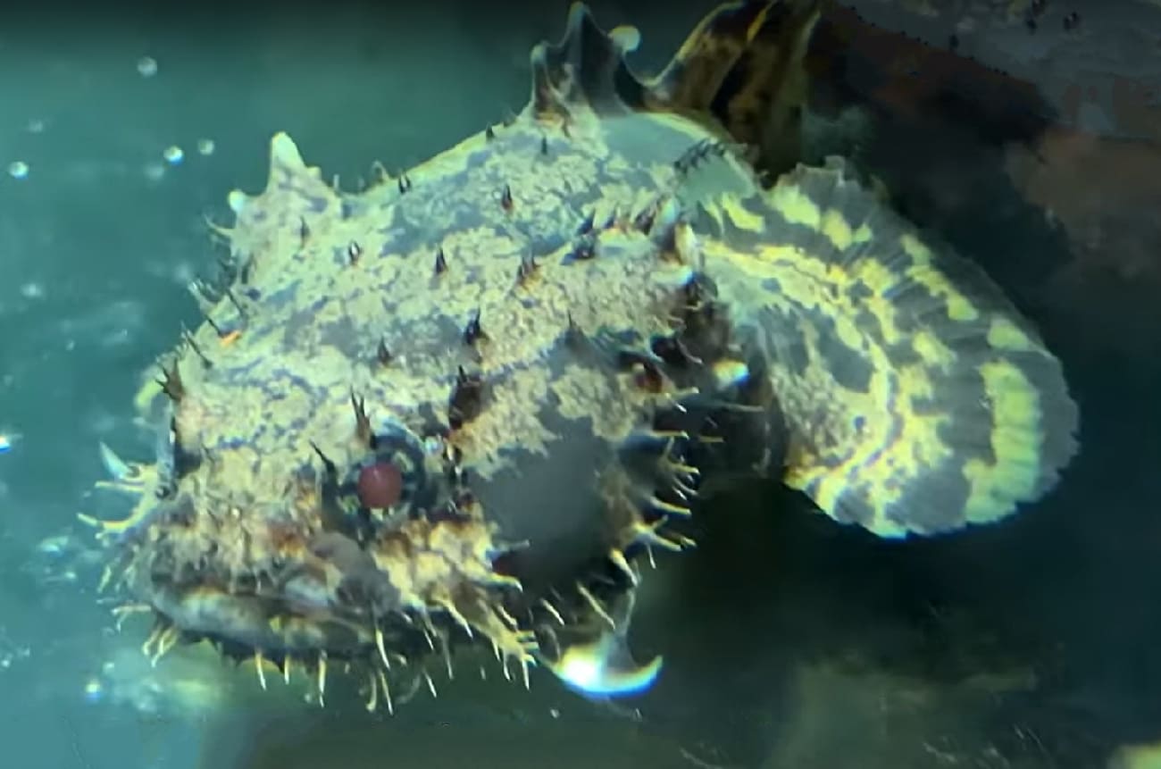 Grunting toadfish
