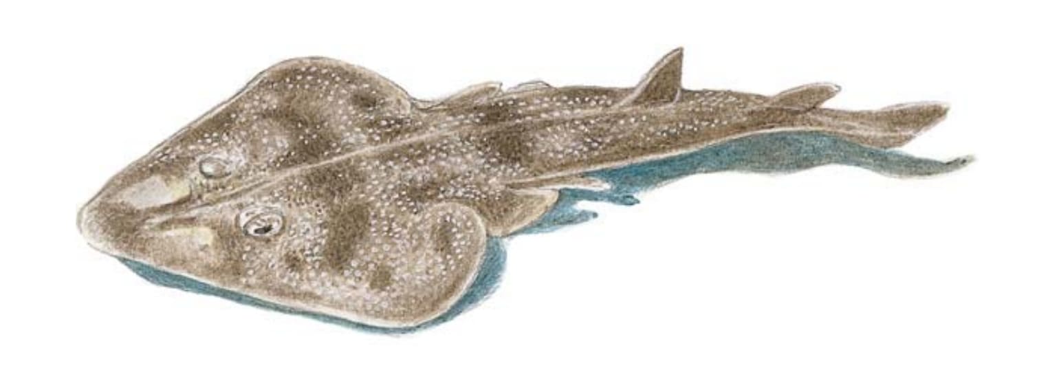 Guitarfish, Atlantic