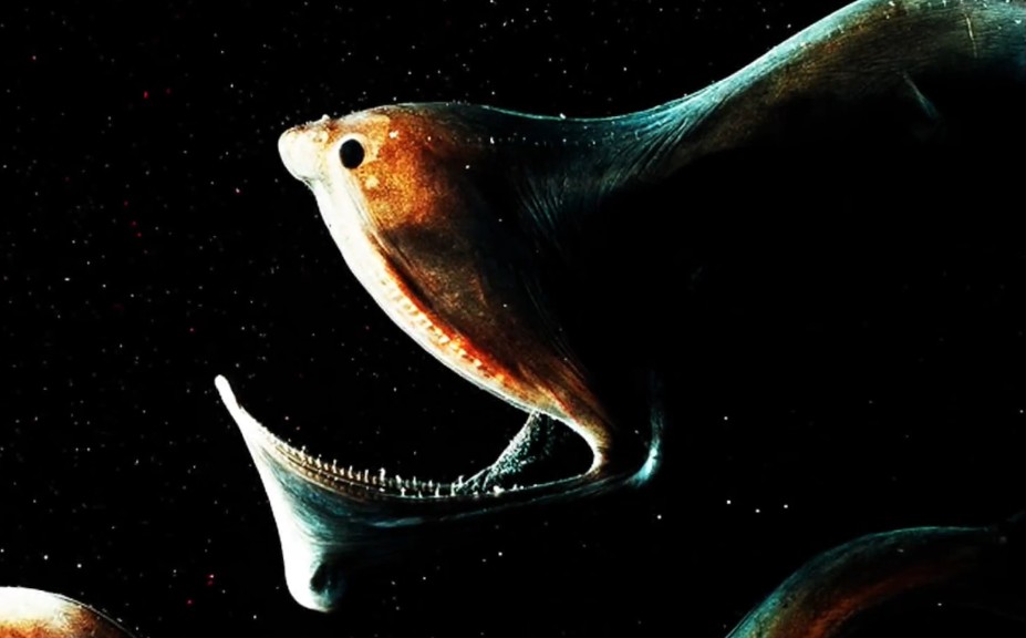 Gulper eel