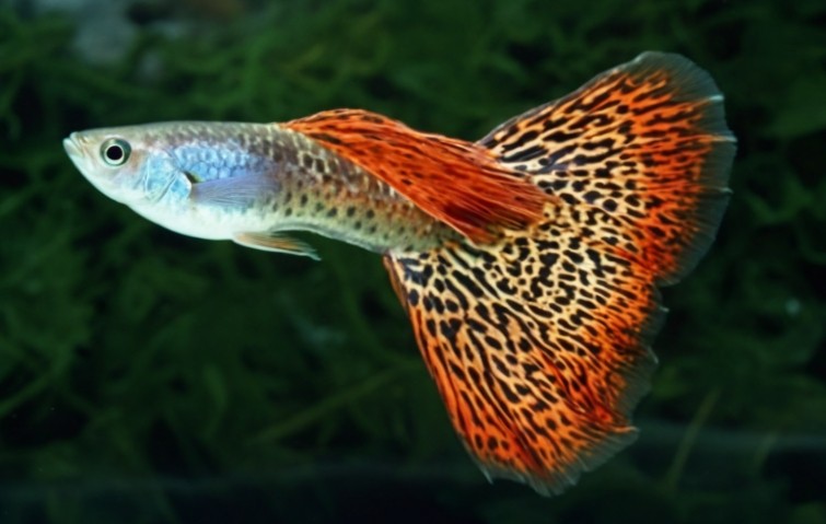 Guppy