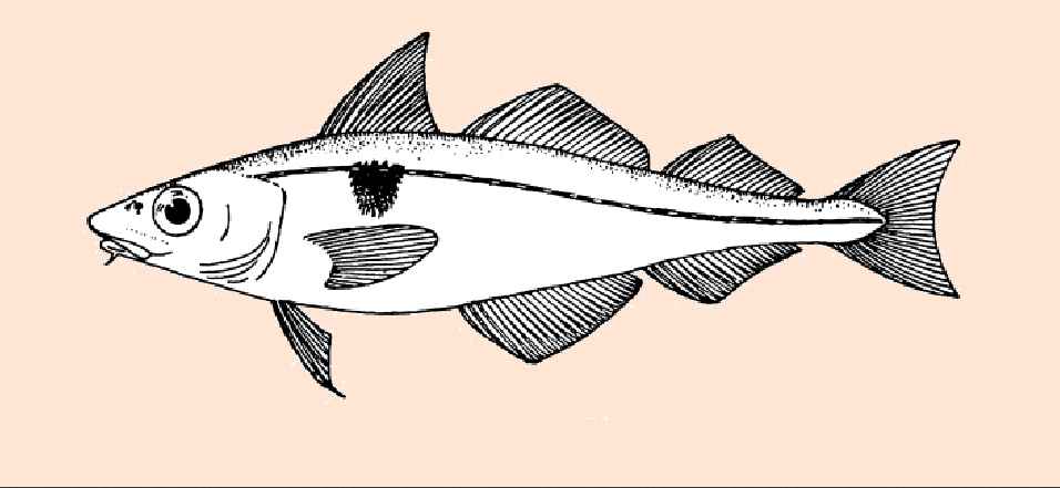 Haddock