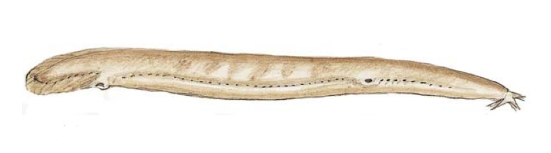 Hagfish