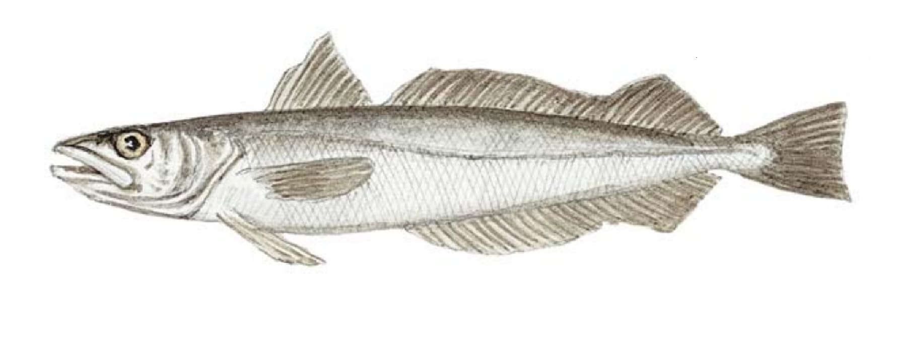 Hake, Silver