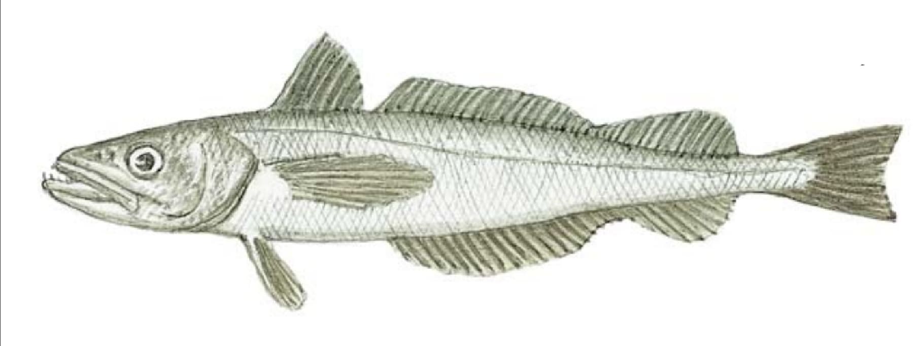 Hake, Pacific