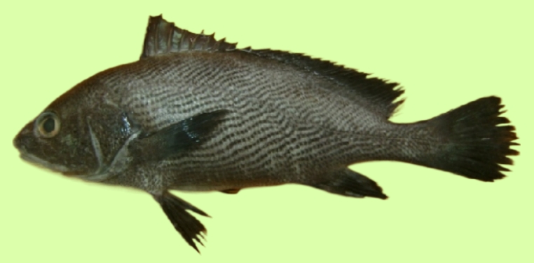 Half-mourning croaker