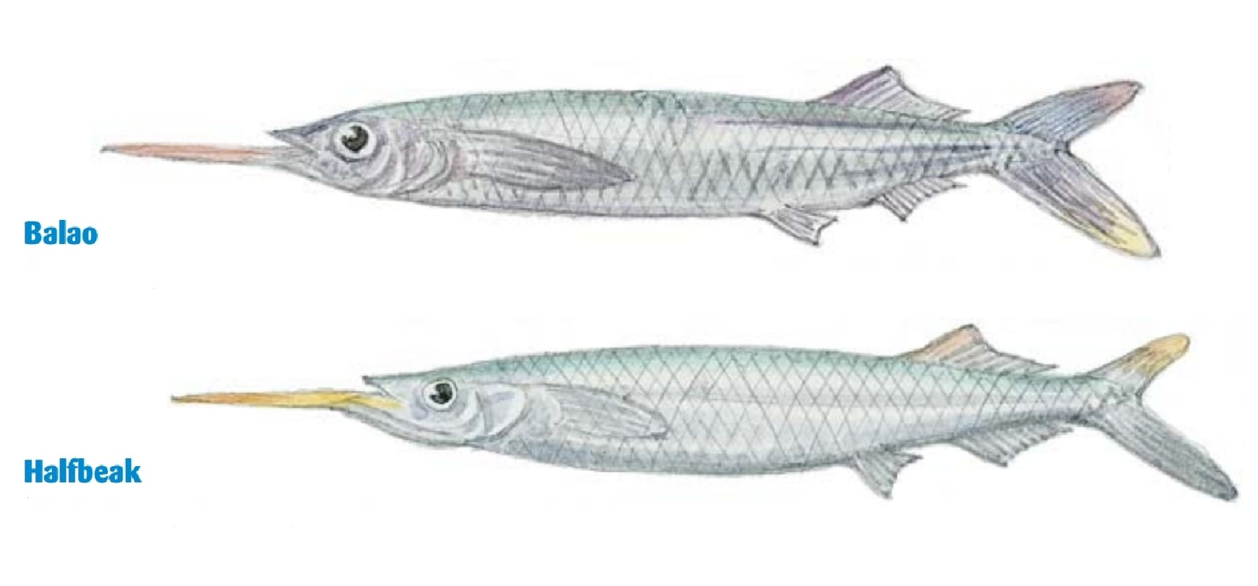 Halfbeaks and Balao