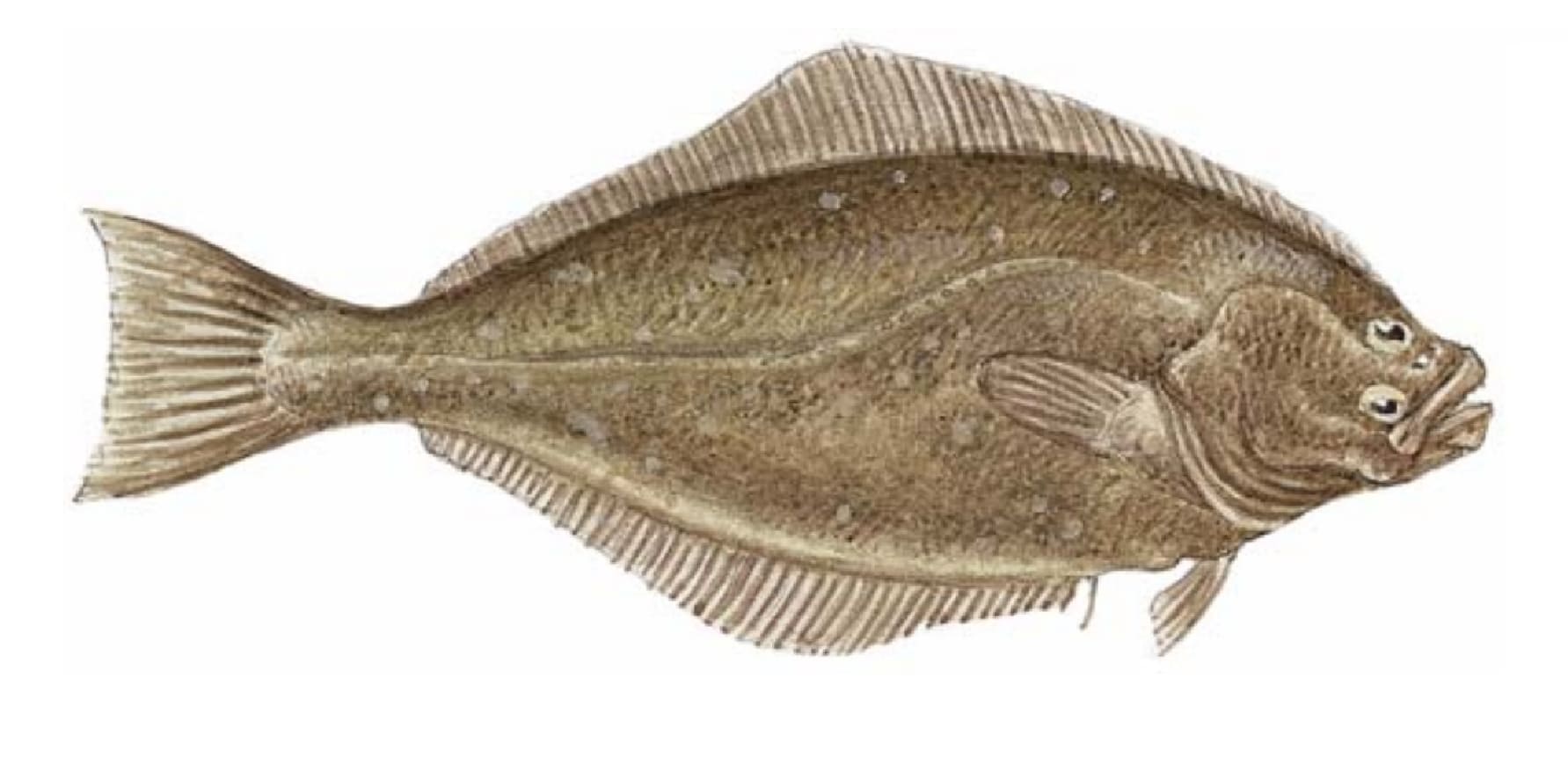 Halibut, Atlantic