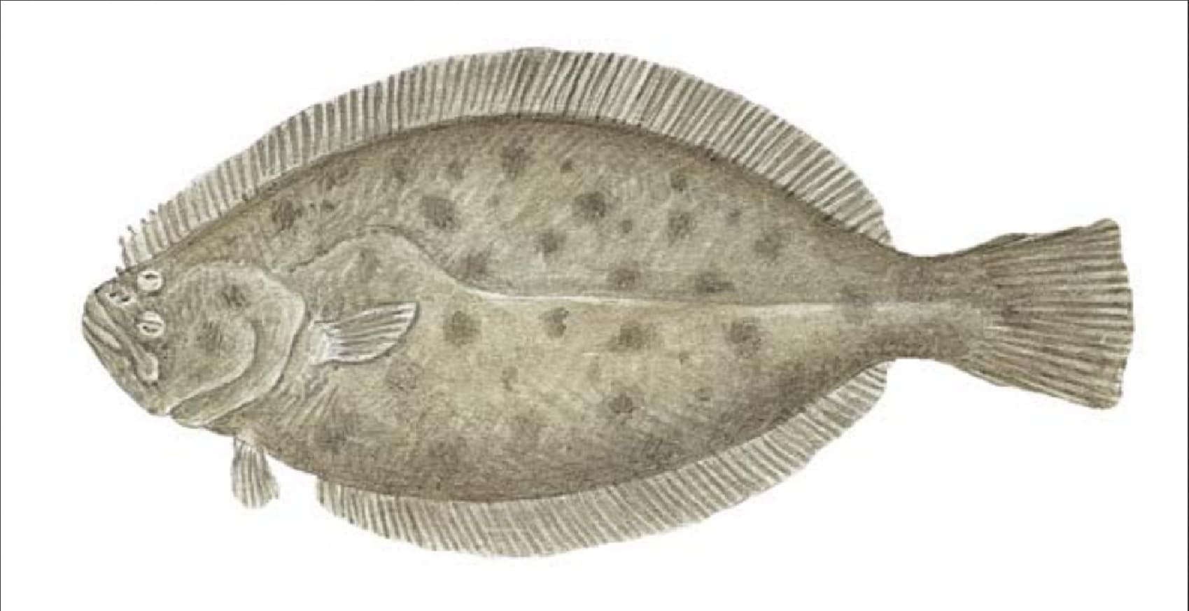 Halibut, California