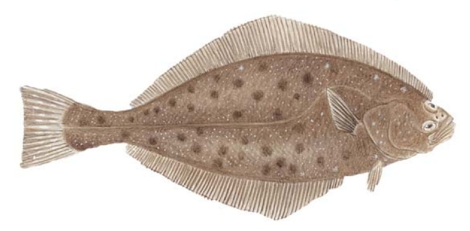 Halibut, Pacific