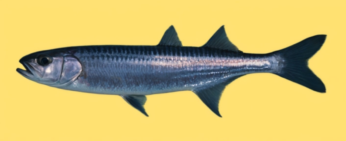 Hardyhead silverside