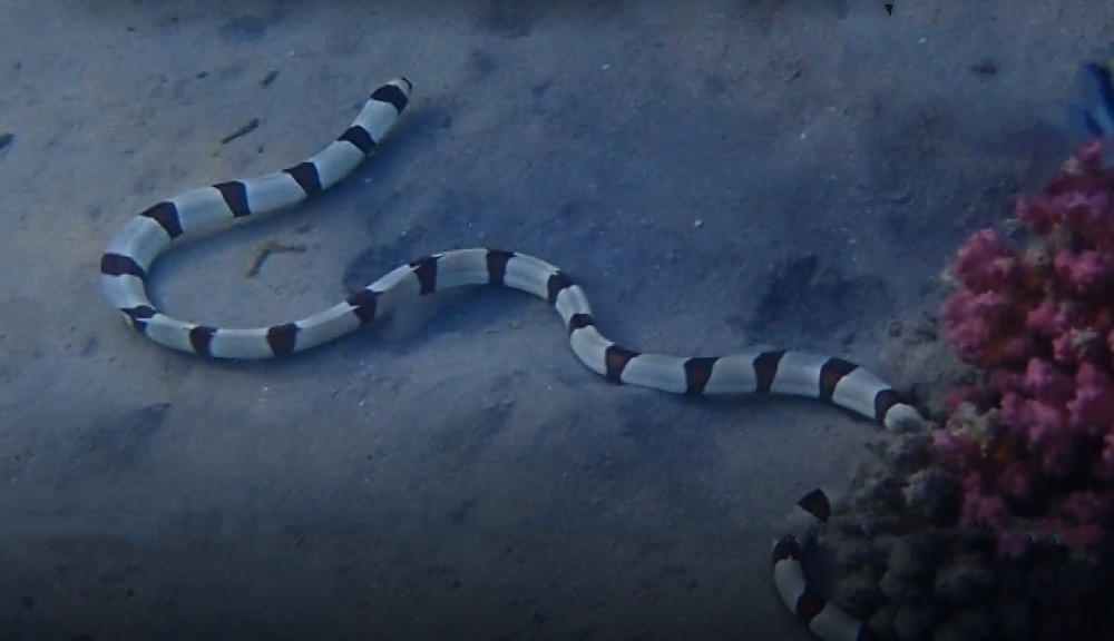 Harlequin snake eel