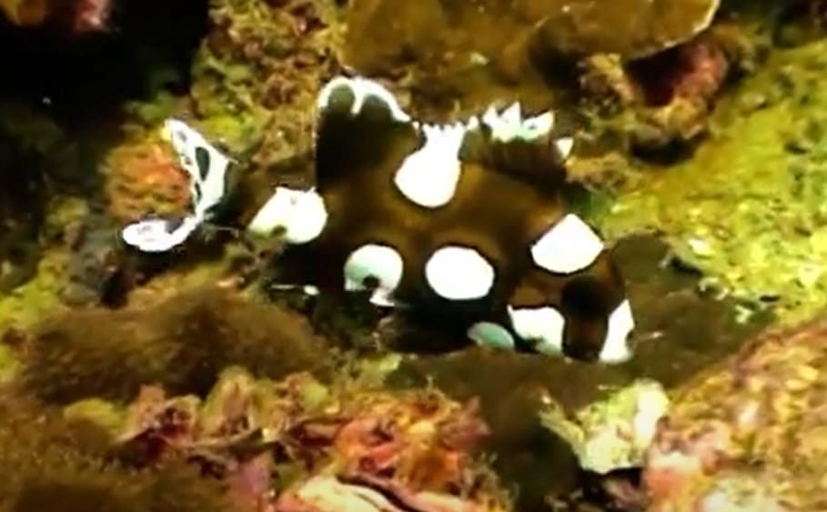 Harlequin sweetlips