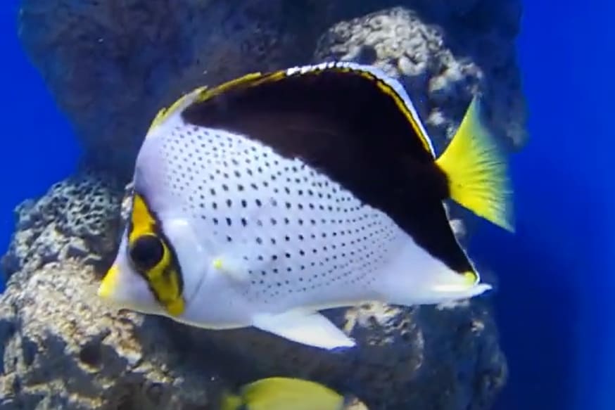 Hawaiian butterflyfish
