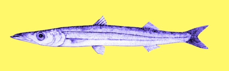 Heller's barracuda