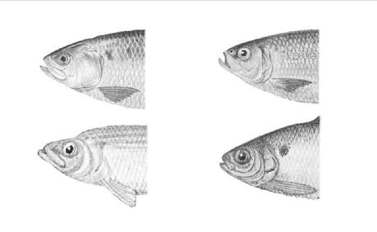 Herring