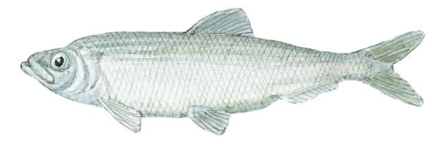 Herring, Atlantic