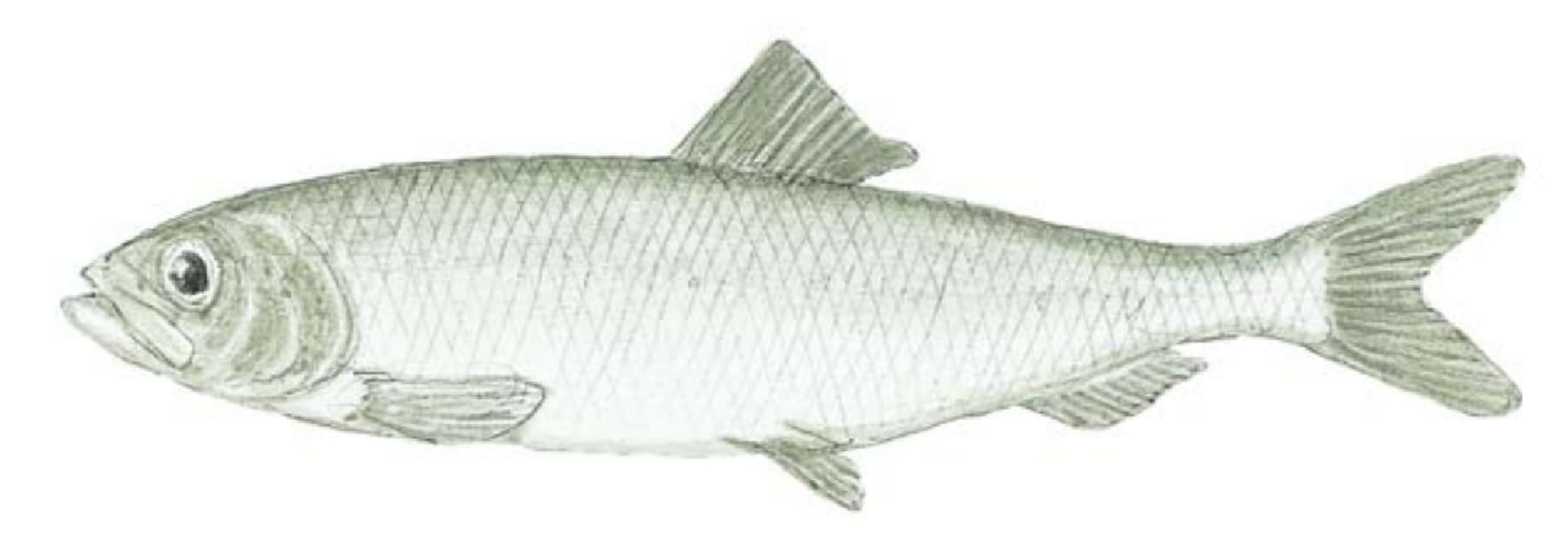 Herring, Pacific