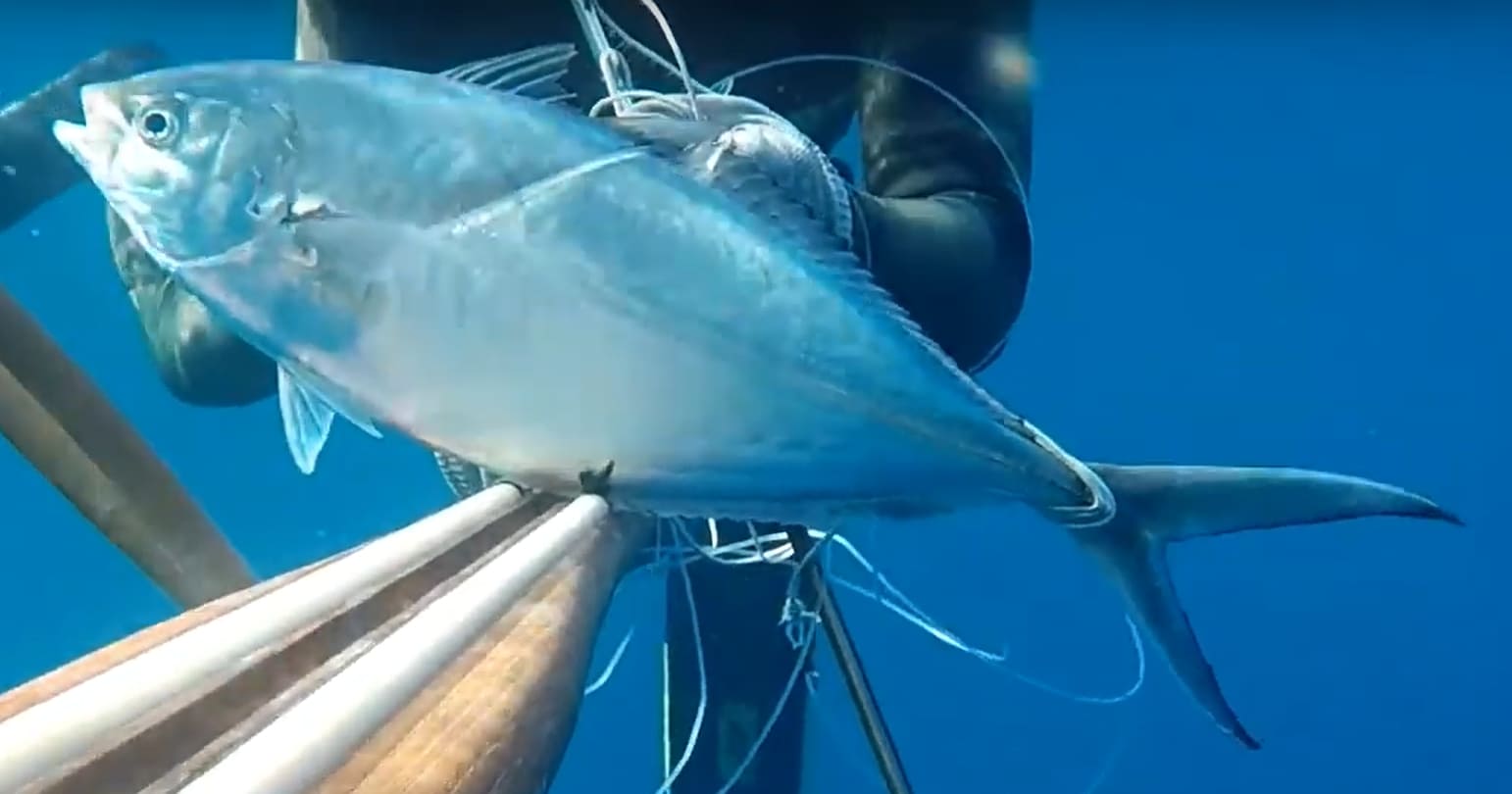Herring scad