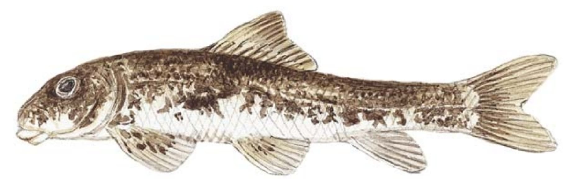 Hogsucker, Northern