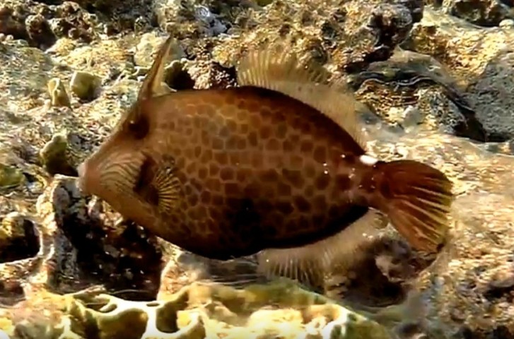 Honeycomb filefish