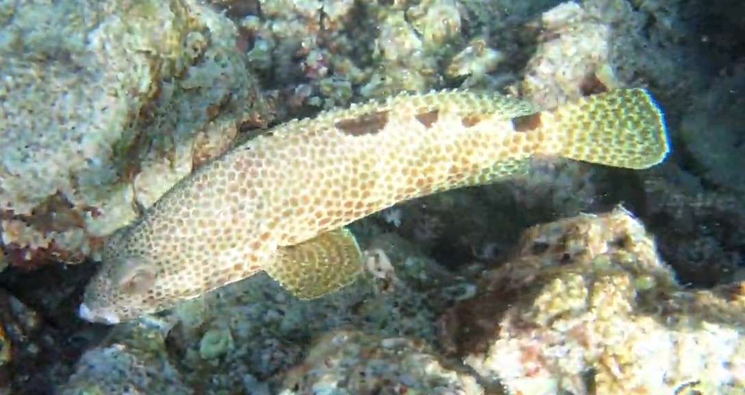Honeycomb grouper