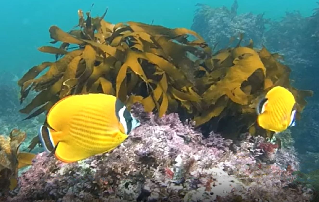 Hong Kong butterflyfish