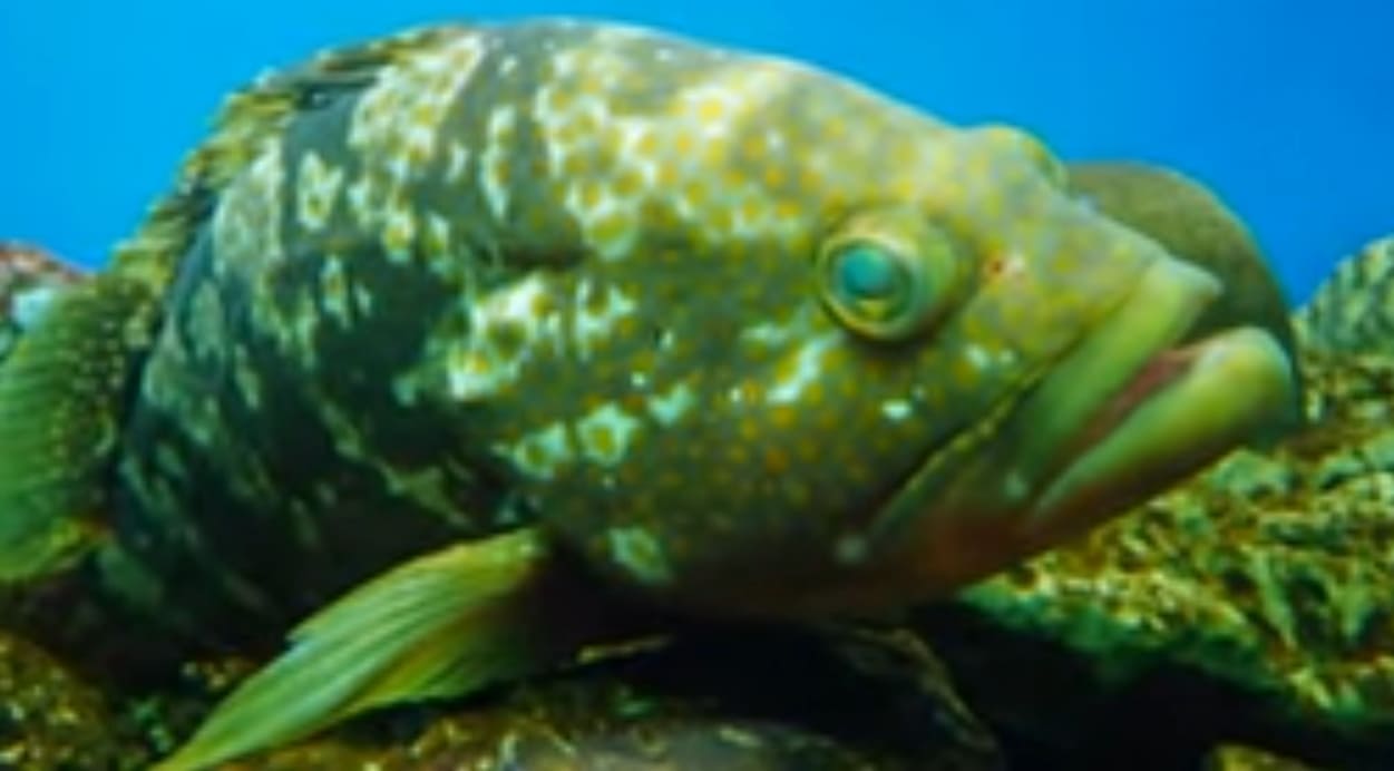 Hong Kong grouper