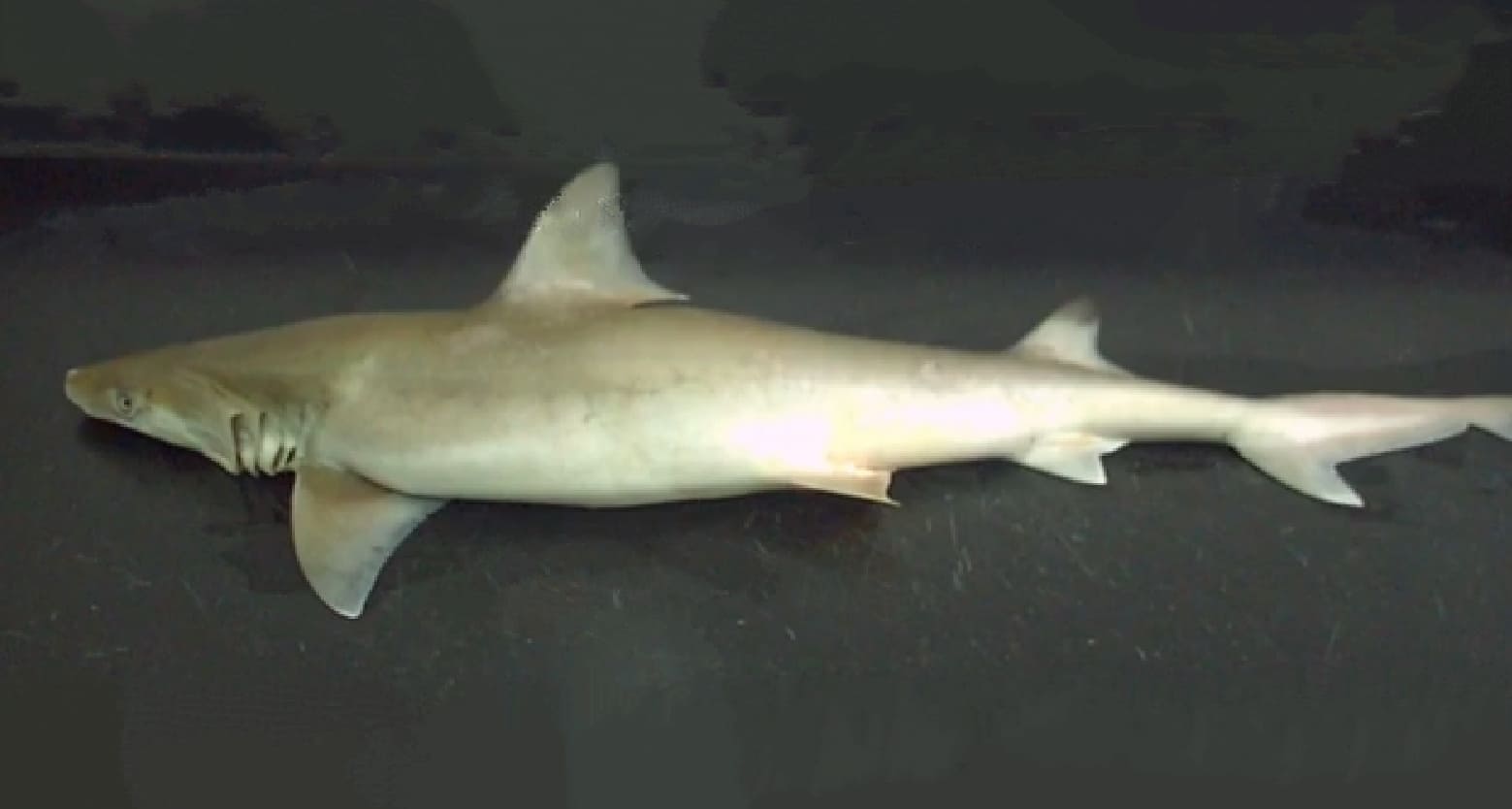Hooktooth shark