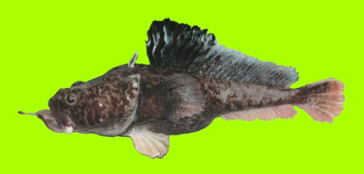 Hopbeard plunderfish