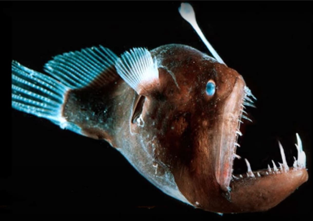 Horned lantern fish