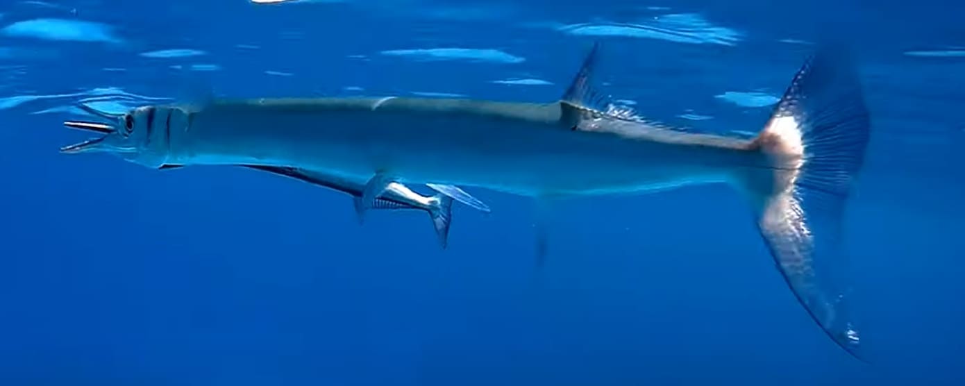 Houndfish