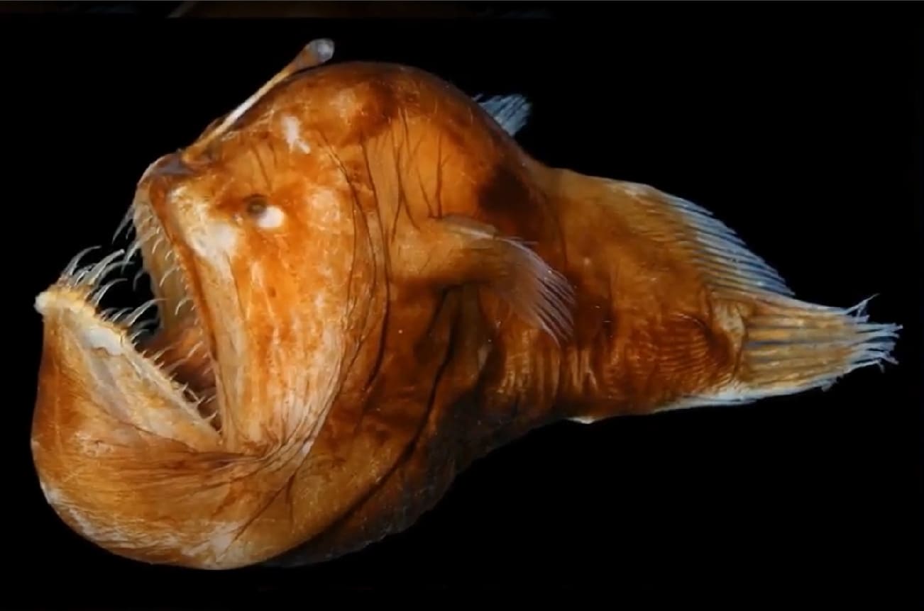 Humpback anglerfish