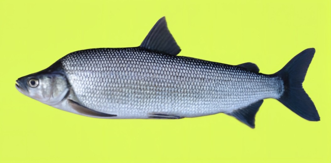 Humpback whitefish