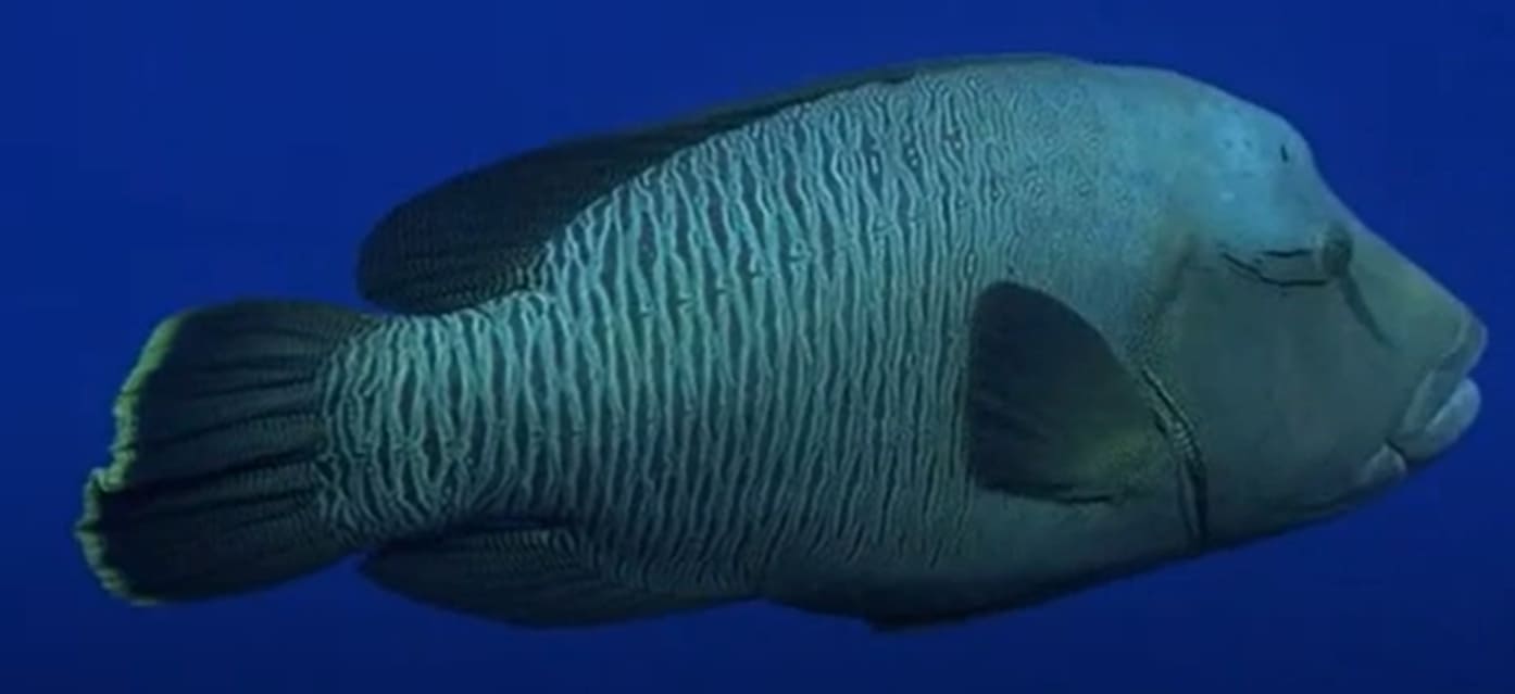 Humphead wrasse