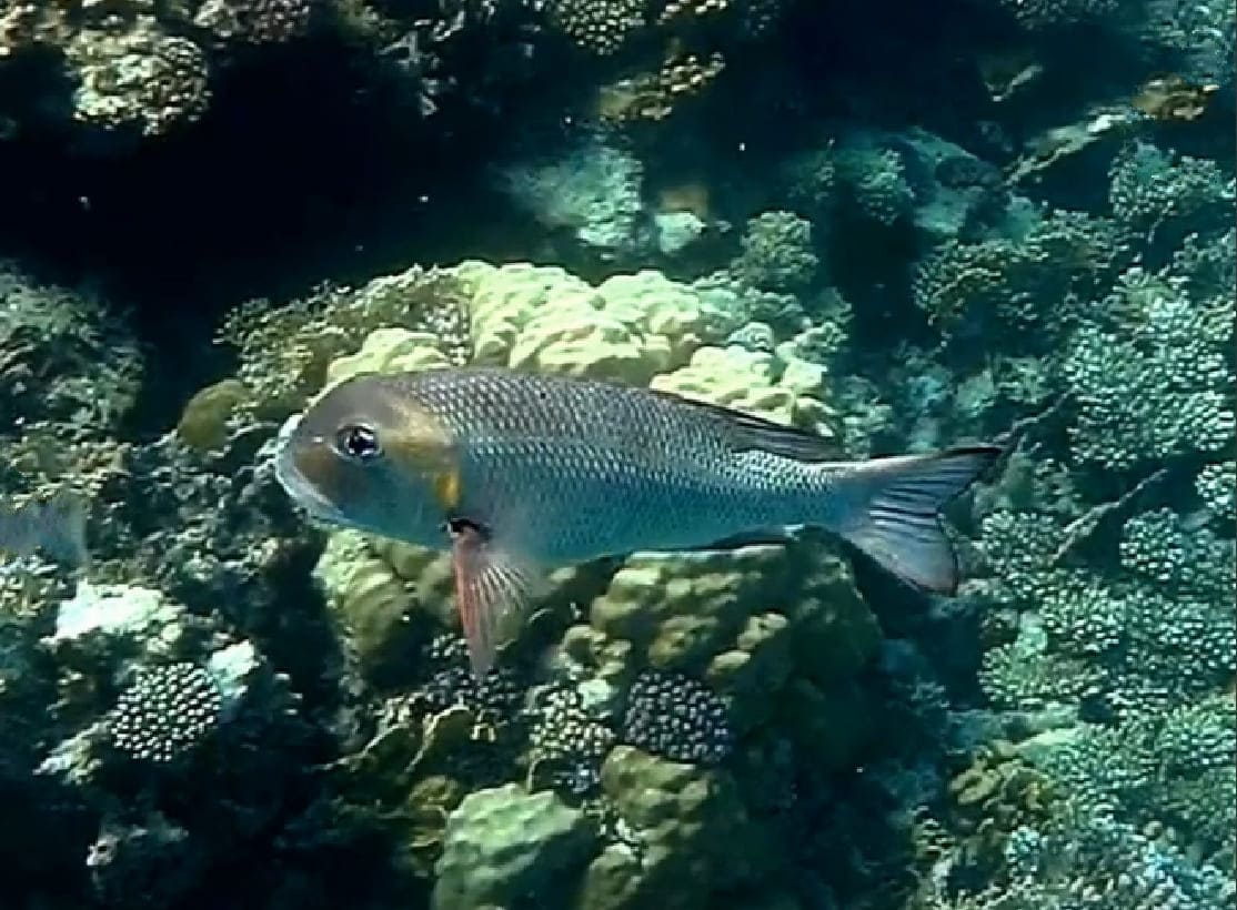 Humpnose big-eye bream
