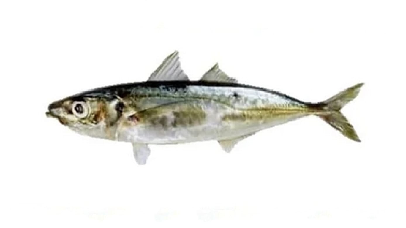 Indian scad