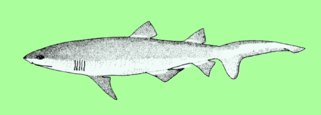Indian sand tiger
