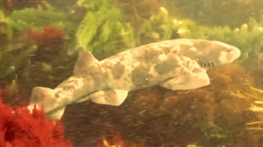 Indian swellshark