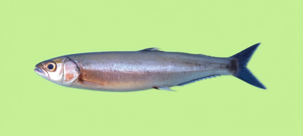 Indian anchovy