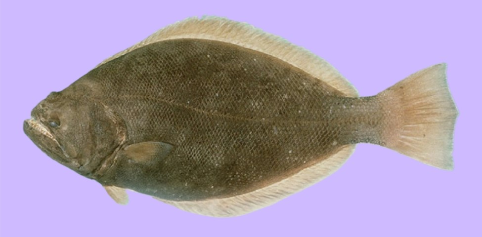 Indian halibut