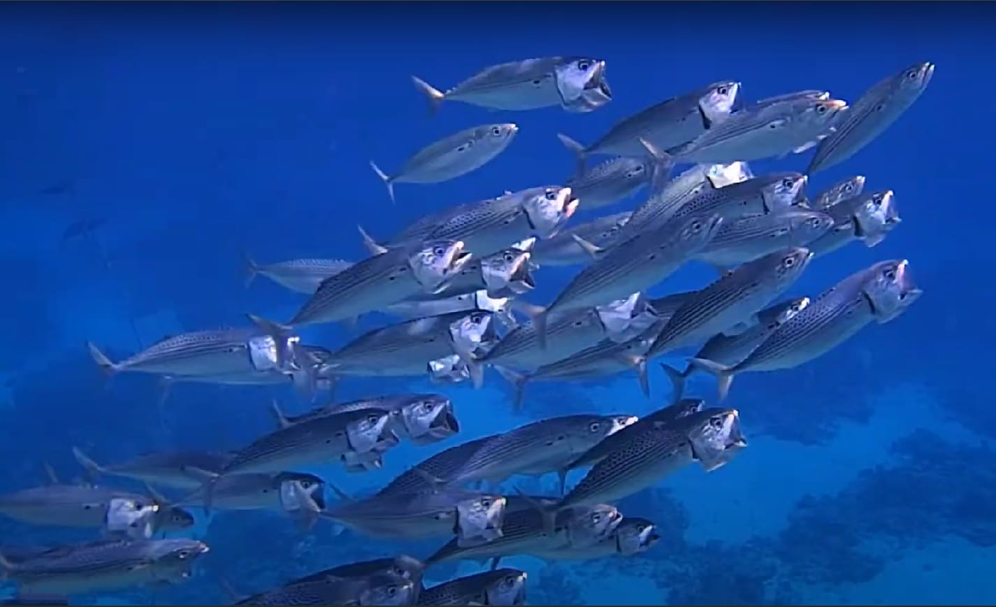 Indian mackerel