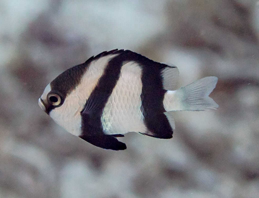 Indian Ocean humbug