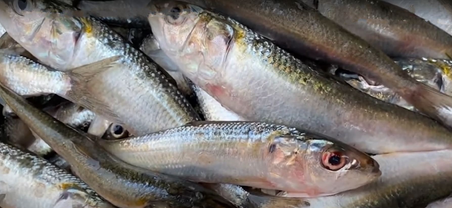 Indian oil sardine