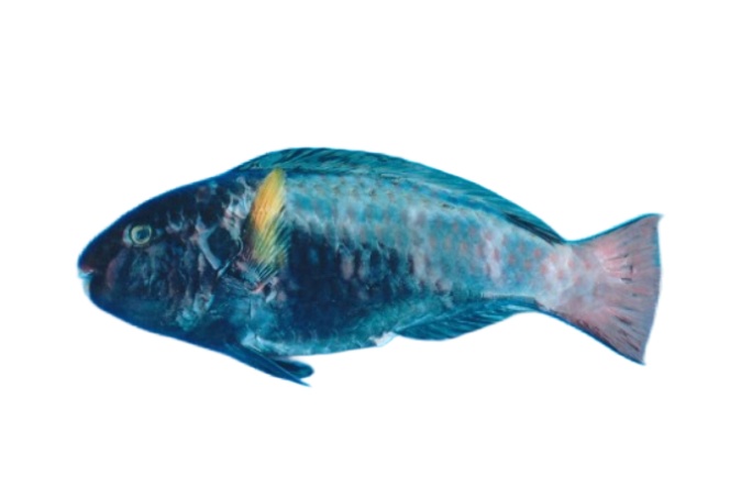 Indian parrotfish