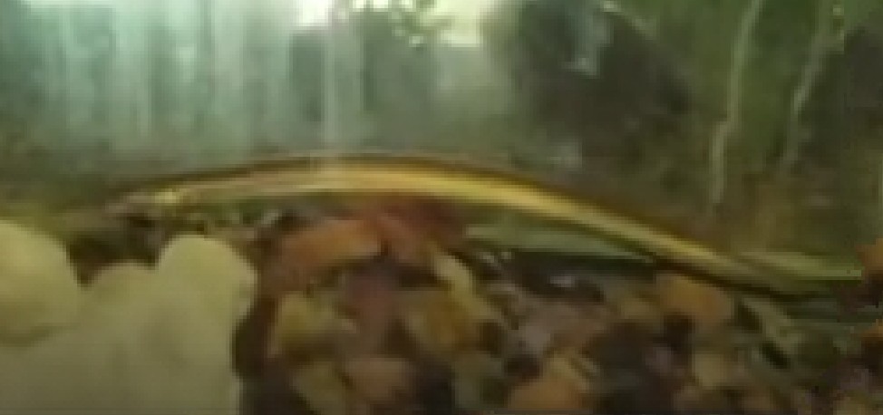 Indian pike conger