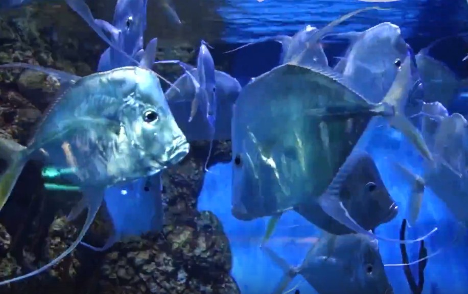 Indian threadfish