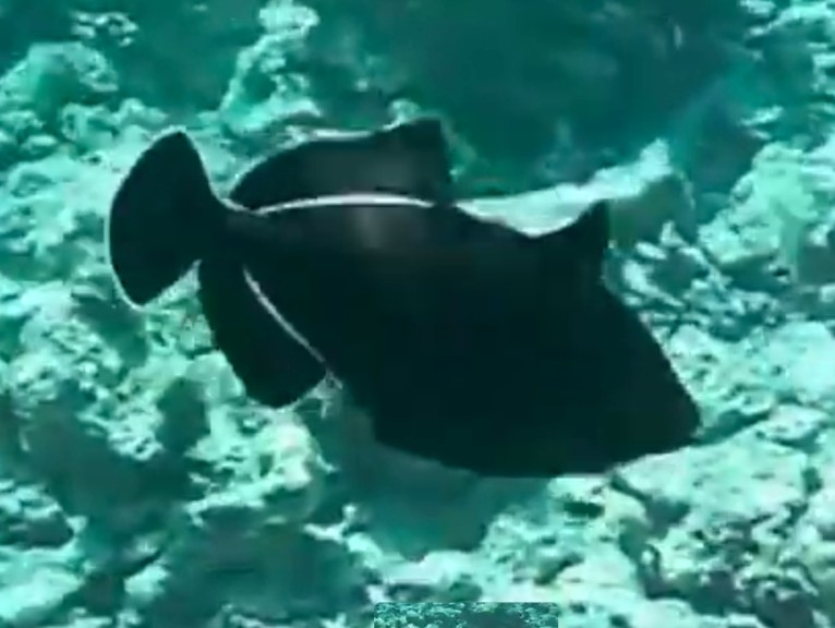 Indian triggerfish