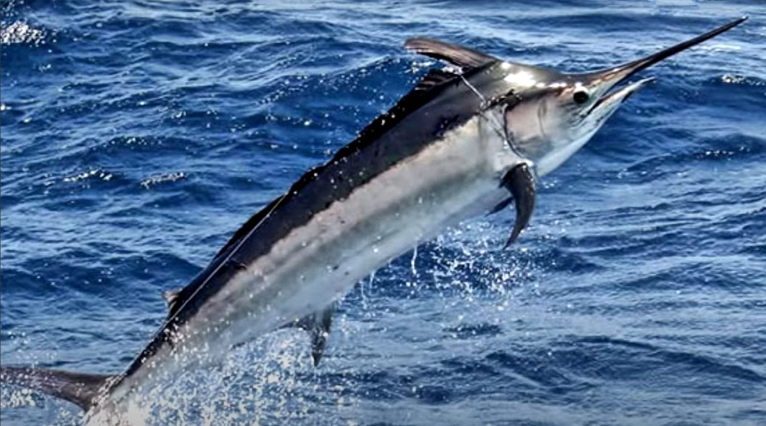 Indo-Pacific blue marlin