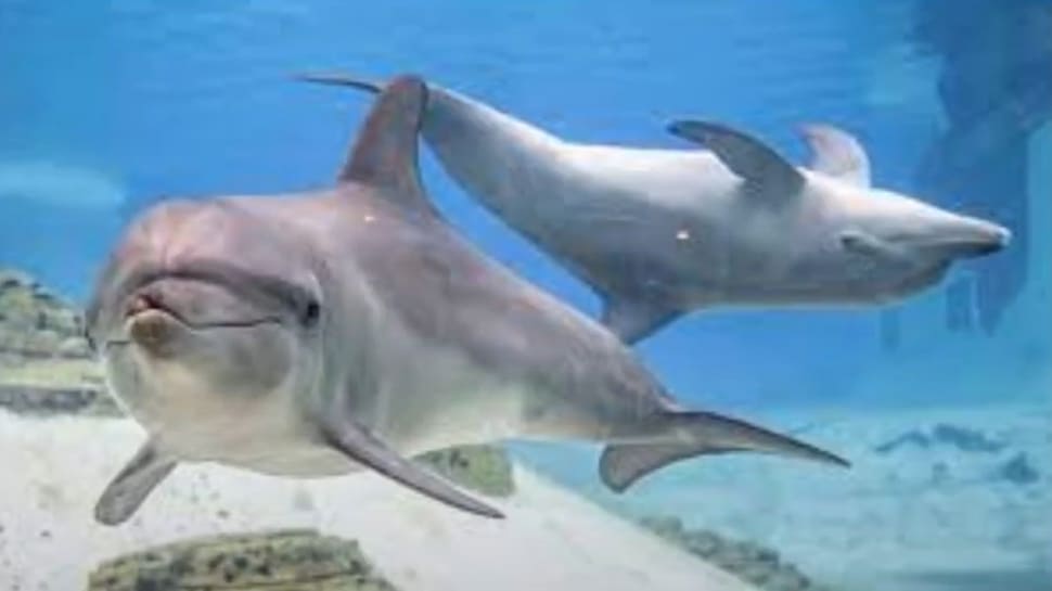 Indo-Pacific bottlenose dolphin
