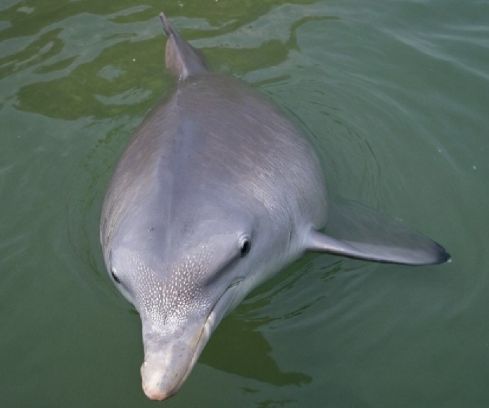 Indo-Pacific humpback dolphin
